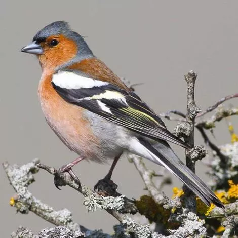 Male Eurasian Chaffinch (Species=Fringilla coelebs) - Bird Id - Bird ...