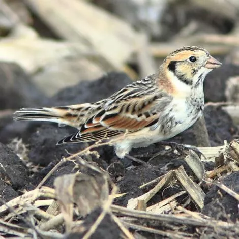 Adult Male Non Breeding Lapland Bunting (Species=Calcarius lapponicus ...