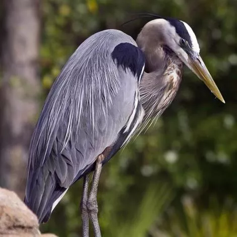 Great Blue Heron (Species=Ardea Herodias) - Bird Id - Bird Identification