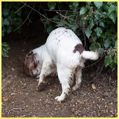 Sprocker Breed Register - To Dock Or Not To Dock