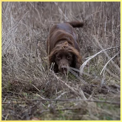 Sprocker Breed Register - To Dock Or Not To Dock