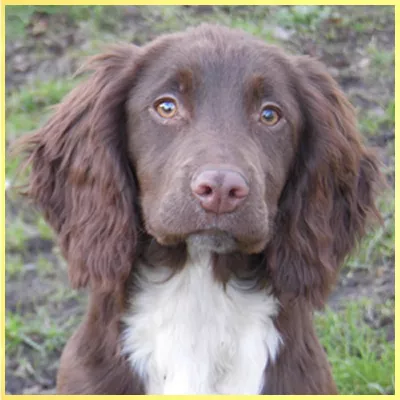Pixel Sprocker Sprocker Breed Register - What To Look For